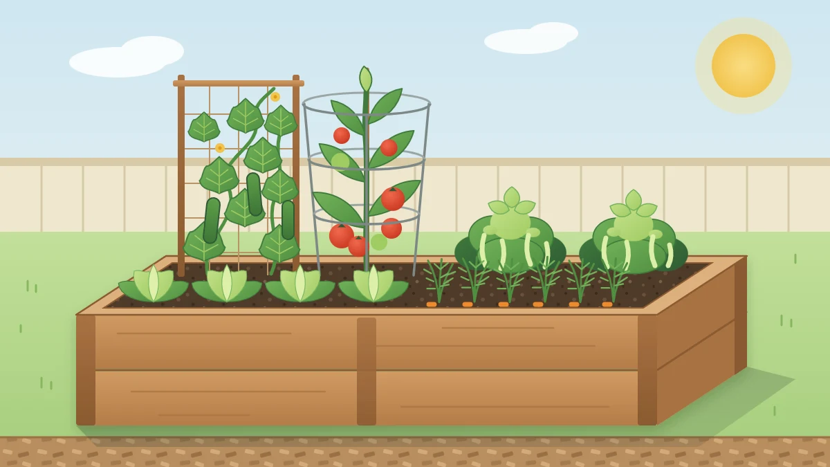 A productive raised bed with a caged tomato plant with red fruit, a row of lettuce, carrot tops, bush beans and a cucumber vine on a small trellis
