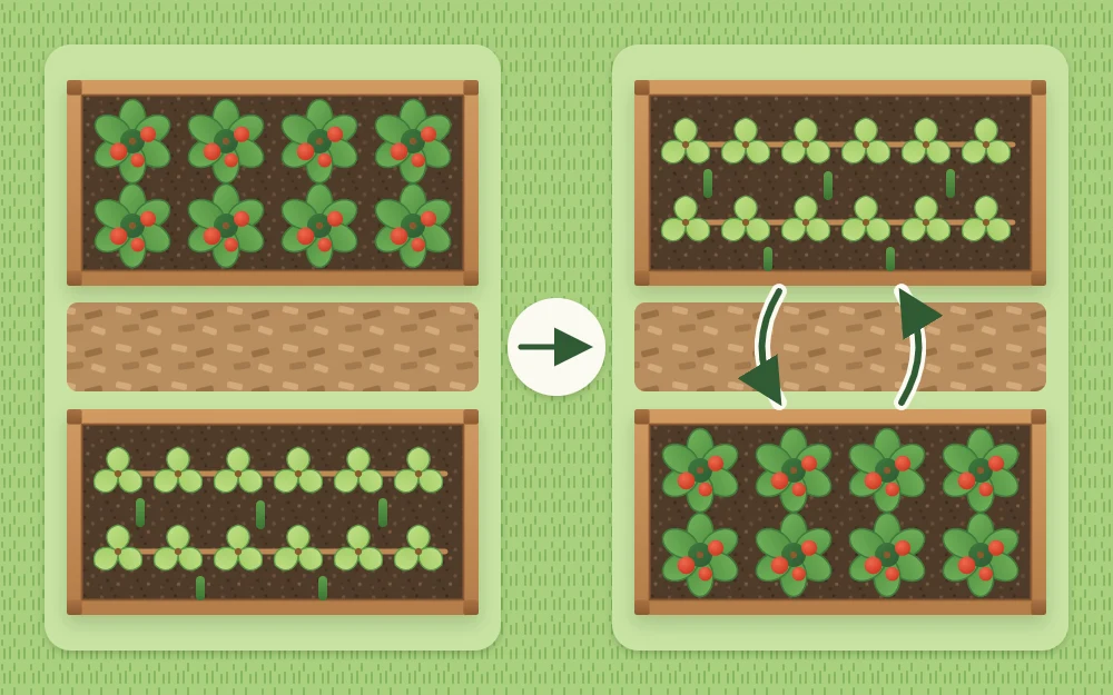 Two plan views of the same pair of raised beds in consecutive years with the tomato block and the bean block swapped