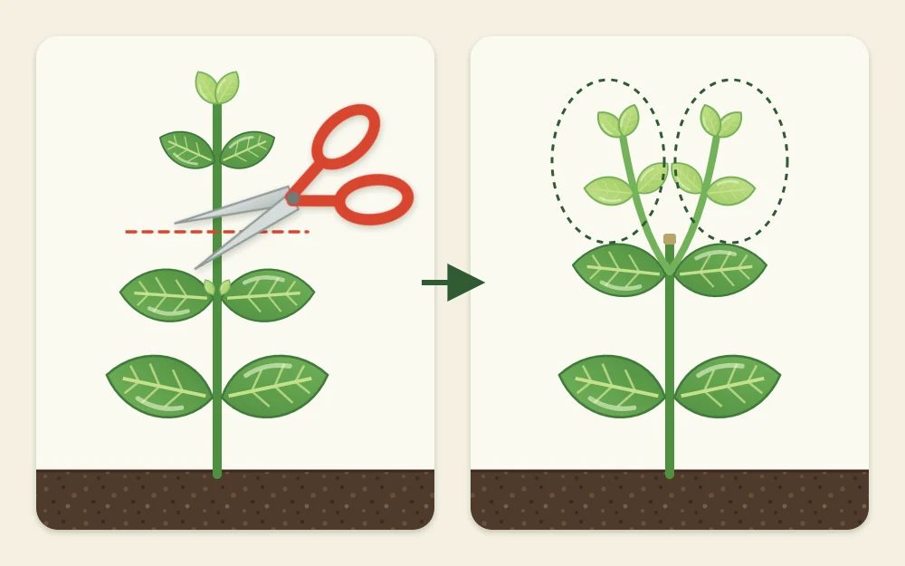 A basil stem with small scissors placed just above a pair of leaves, beside a pinched plant with two new shoots branching from the cut