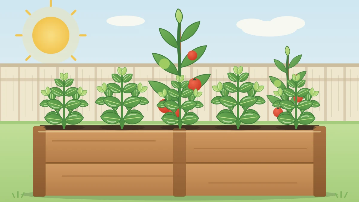 A row of bushy green basil plants with broad glossy leaves along the sunny edge of a raised bed with a tomato plant behind