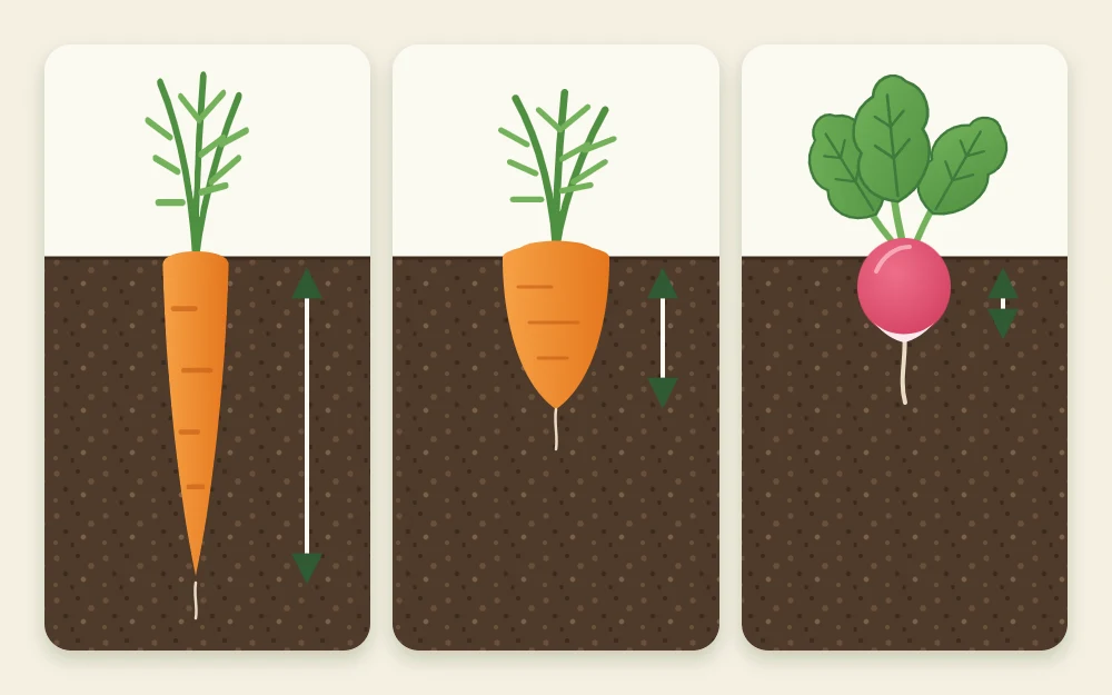 Three root shapes side by side: a long slender carrot, a short stubby carrot and a small round radish with leaves