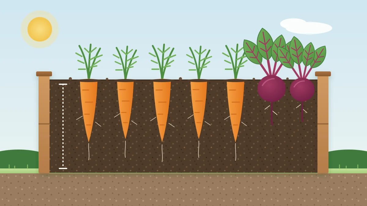 Cutaway of a raised bed with orange carrots growing straight down in loose dark soil beside two round beets