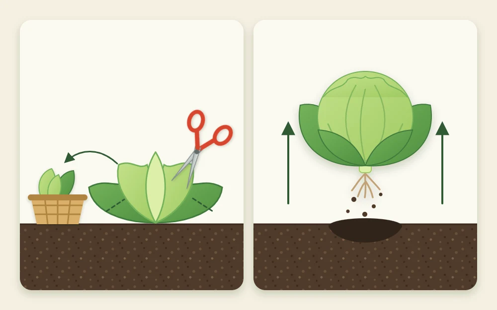 Two harvest methods: scissors cutting outer leaves from a loose-leaf plant, and a whole lettuce head lifted from the soil