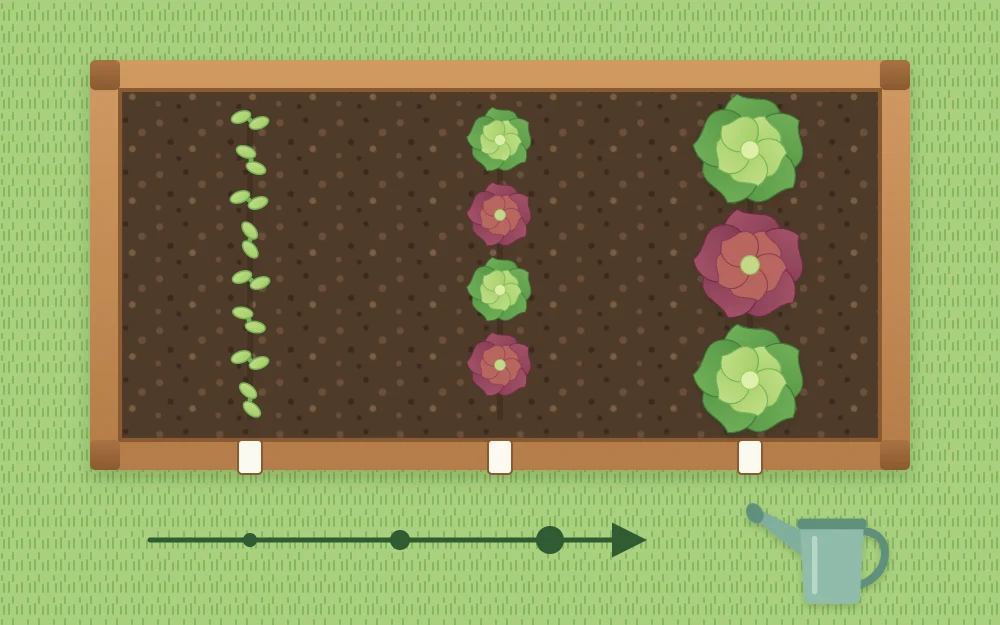 Three short rows of lettuce at different stages in one bed: tiny seedlings, half-grown plants and full heads