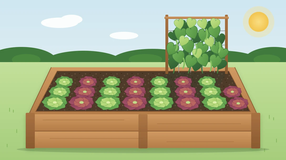 A raised bed with rows of lettuce in alternating green and red-bronze leaves and a taller trellised crop casting light shade at one end