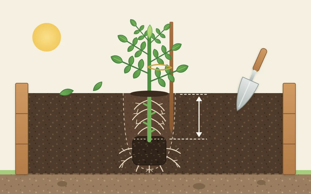 Cutaway of a newly planted tomato transplant with its lower stem buried and new roots forming along the buried stem