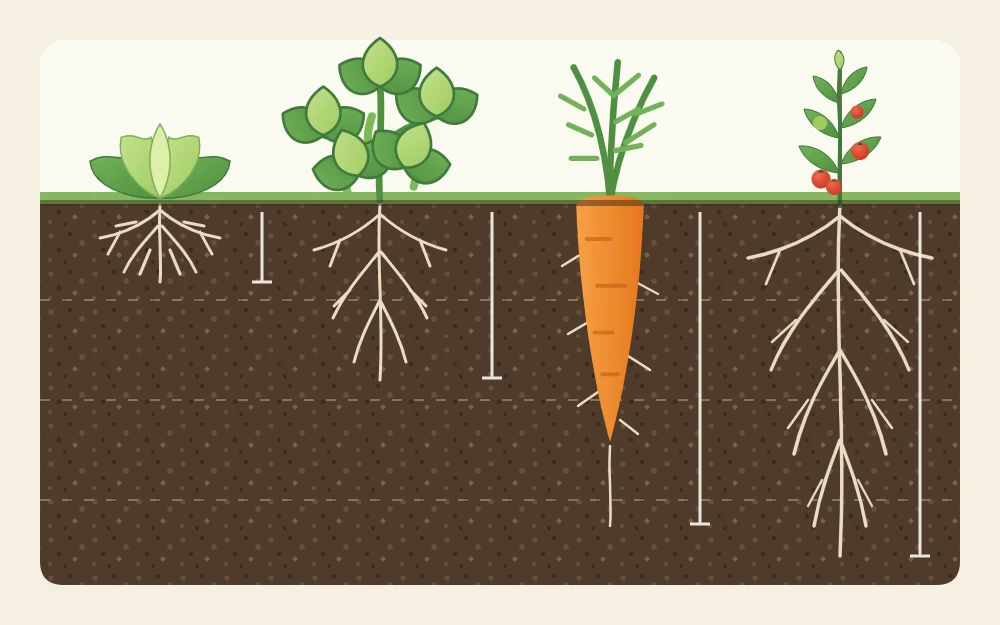 Root silhouettes below a soil line, from shallow fibrous lettuce roots to a long carrot taproot to a deep tomato root system