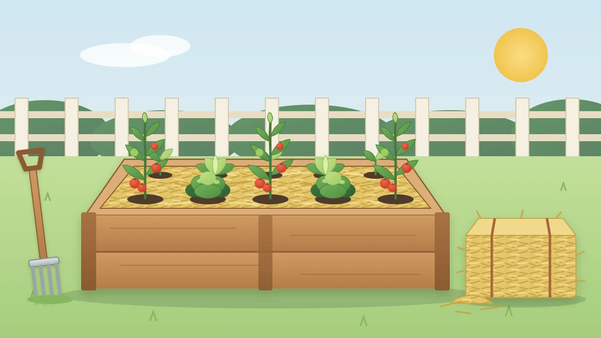 A raised bed with young vegetable plants surrounded by golden straw mulch, with a straw bale and a garden fork beside it
