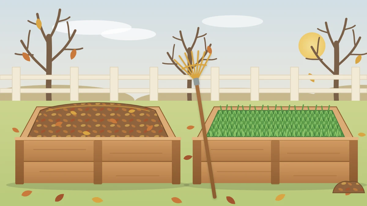 A late autumn garden with one raised bed under a thick layer of shredded leaves and a second bed with a low green cover crop