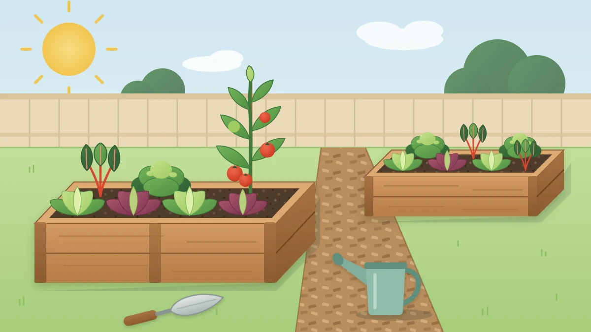 Sunny backyard with two wooden raised beds of leafy vegetables and a tomato plant, a mulched path, a watering can and a trowel