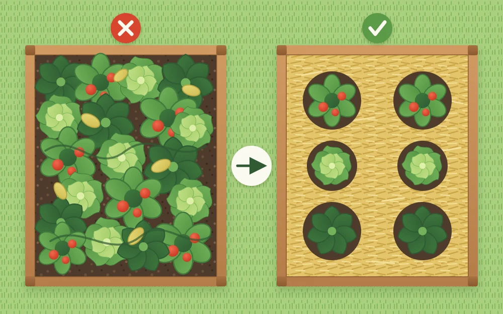 One raised bed seen from above twice: a crowded jumble of plants, then fewer evenly spaced plants with mulch between them