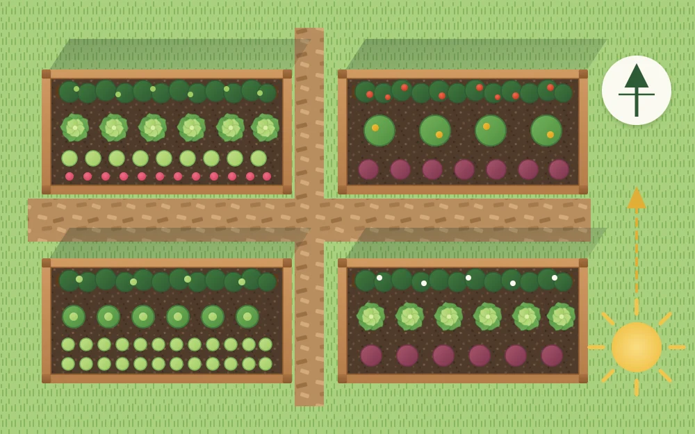 Plan view of four beds with tall trellised plants along the top edge of each and short shadows falling away from the lower crops