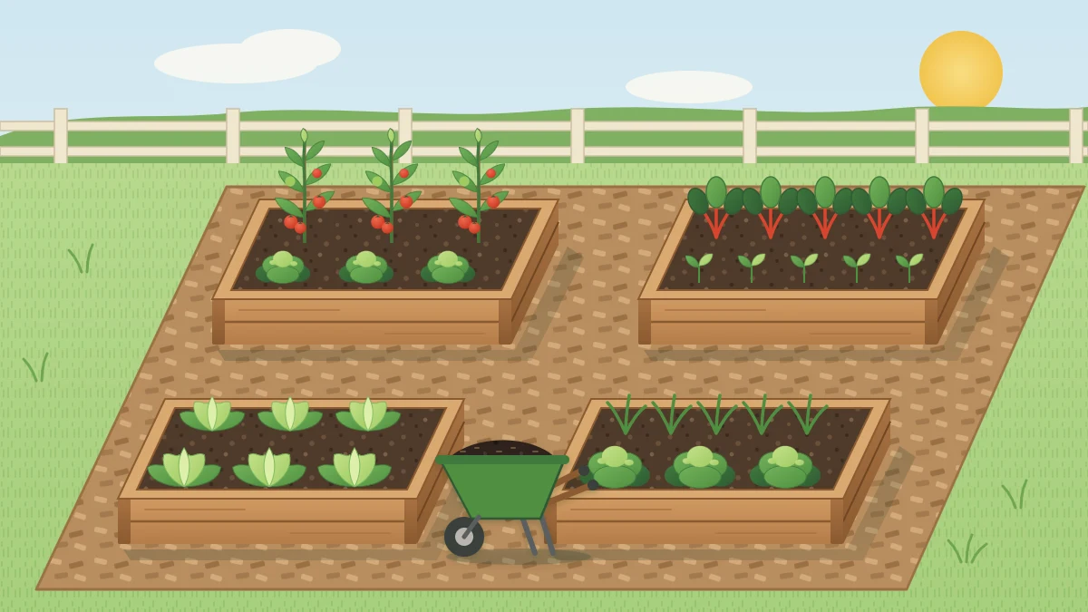 Four raised beds in a two by two grid with wood-chip paths between them and a wheelbarrow on the wider central path