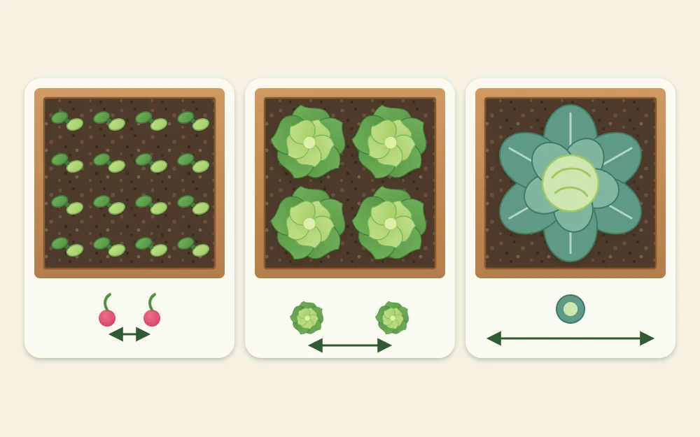 Three equal squares of soil from above: one with many small seedlings, one with four leafy plants, one with a single large plant