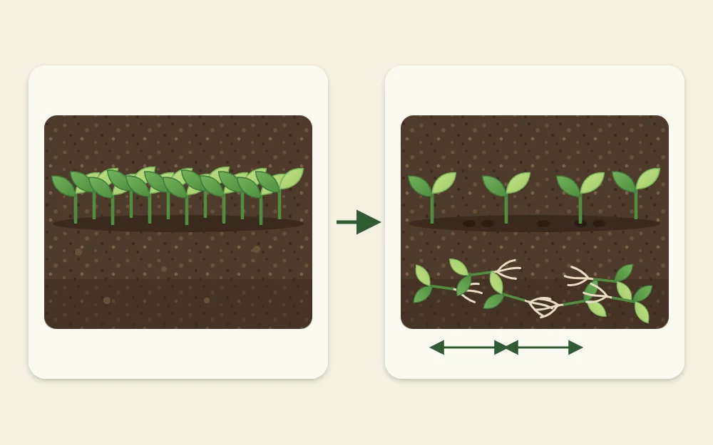 A row of crowded seedlings on the left and the same row after thinning on the right, with removed seedlings lying beside it