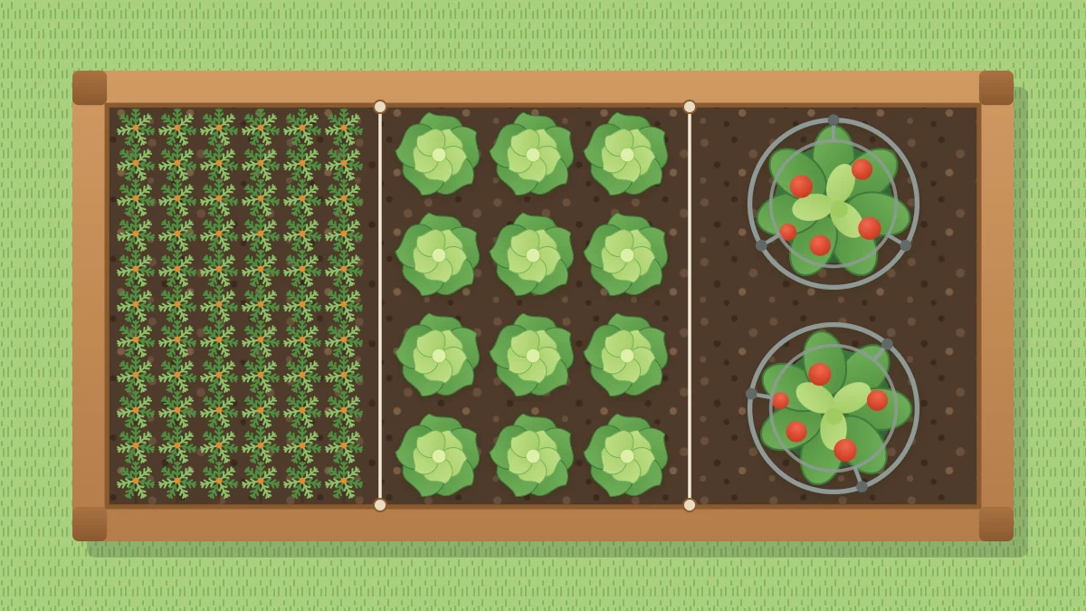 Raised bed from above with a dense band of carrot tops, a grid of lettuce heads and two widely spaced tomato plants in cages