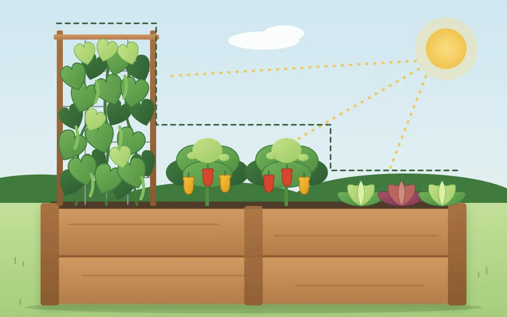 Side view of a bed with plants stepping down from a tall trellised crop at the back to bushy plants to low leafy plants at the front