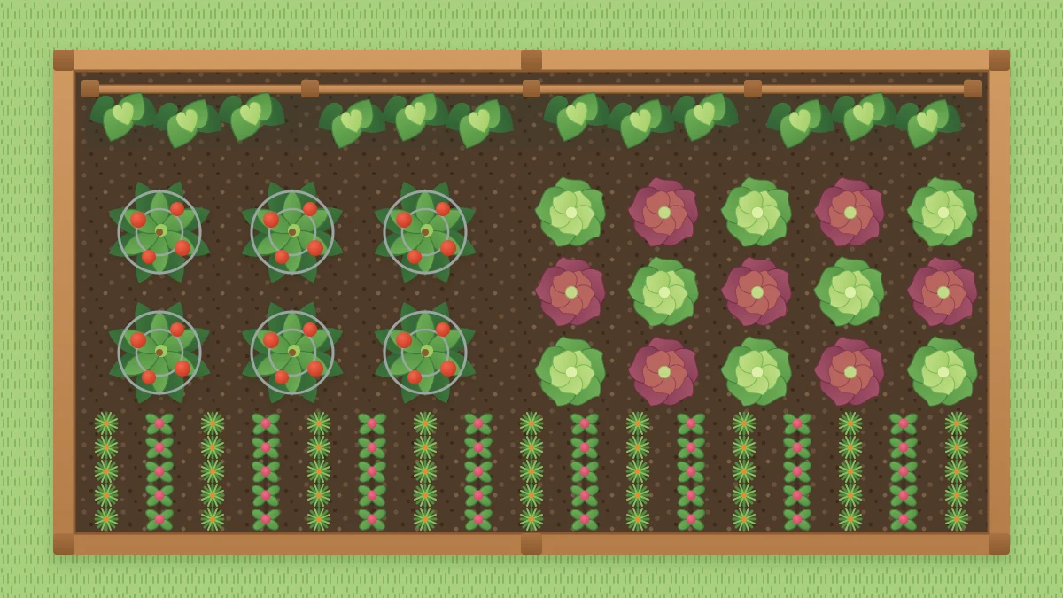 A long raised bed from above with a bean trellis along one edge, a block of tomatoes, a grid of lettuces and cross-rows of carrots and radishes