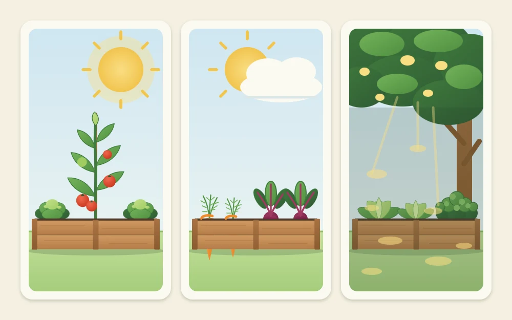 Three small beds under different skies: a fruiting tomato in full sun, carrots and beets in half sun, lettuce and parsley in dappled shade
