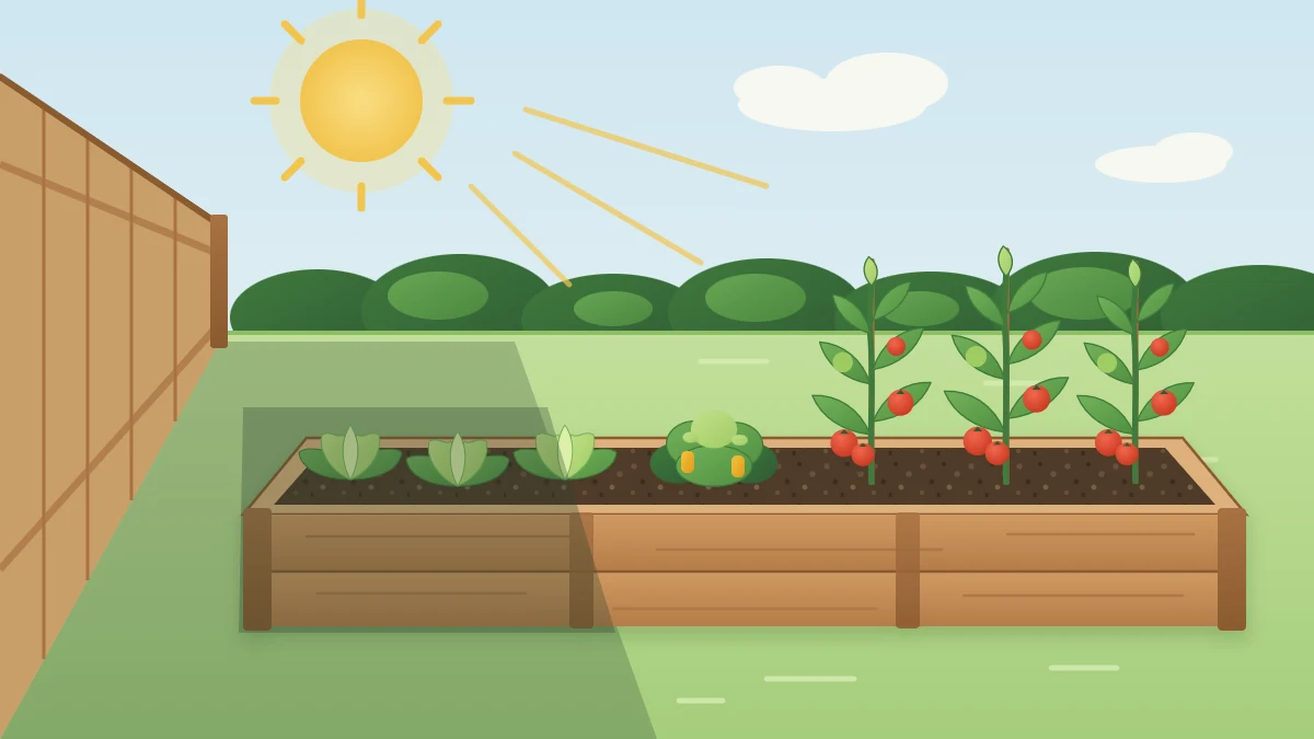 A raised bed with a fence shadow across one end, tomato plants at the bright end and lettuce at the shaded end