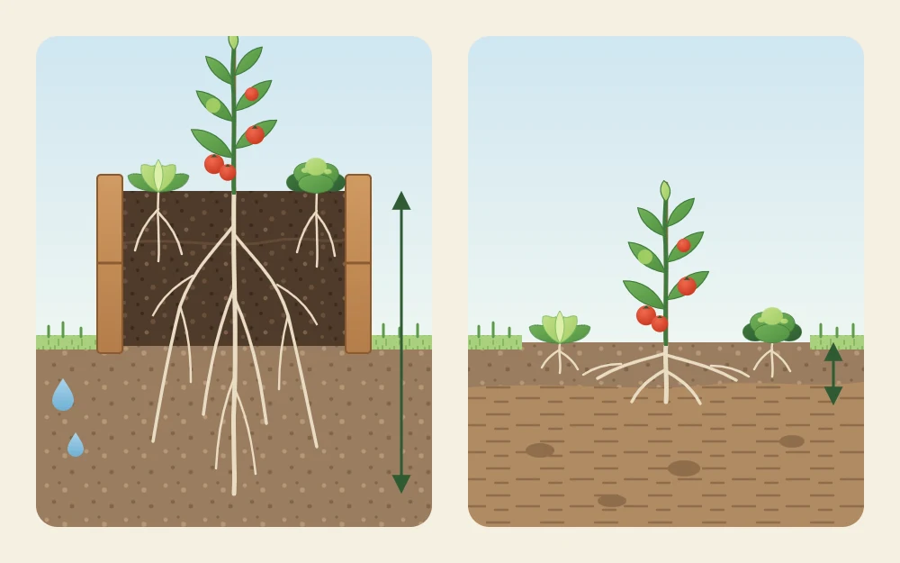 Side-by-side cutaways: a raised bed with loose dark soil and deep roots, and an in-ground row with shallower roots in denser, paler soil