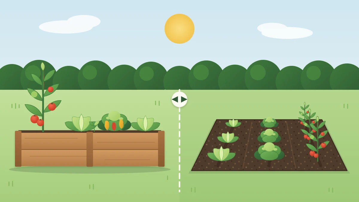 Garden split down the middle with a framed wooden raised bed of vegetables on the left and a flat in-ground plot with rows on the right