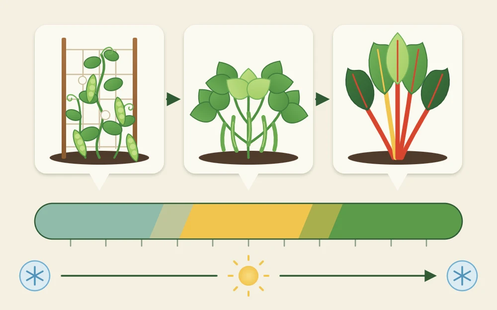 A horizontal season band of colored blocks with small crop icons above it: peas early, then beans, then leafy greens late