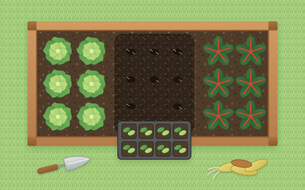A raised bed with a cleared patch where a finished crop was removed and a tray of young seedlings waiting on the frame