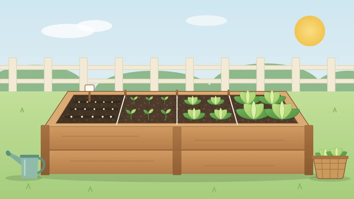 A raised bed in four sections showing freshly sown soil, tiny seedlings, half-grown plants and a mature row ready to harvest
